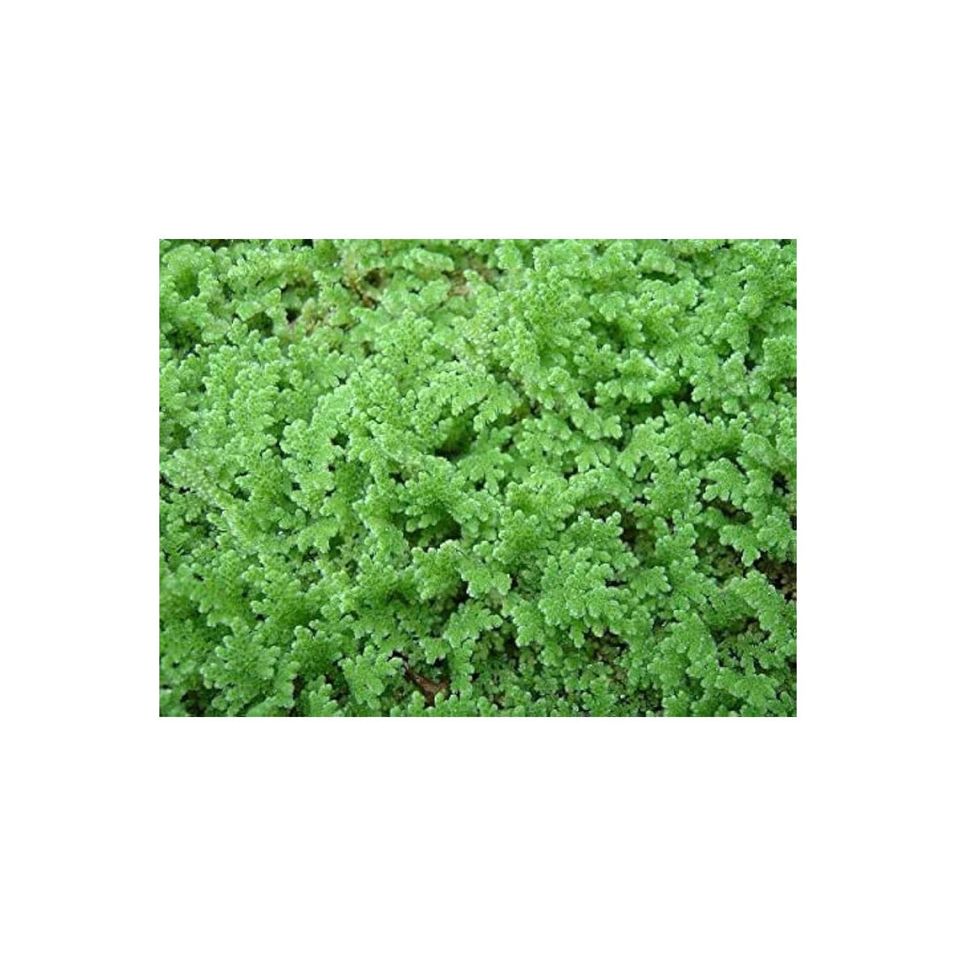 Gray Crested Fern Plant For Planting Heirloom Non Gmo Flower Seeds for Home Garden Planting, Exotic [neera-v5-060a98b3cdc9fd36ee0d]