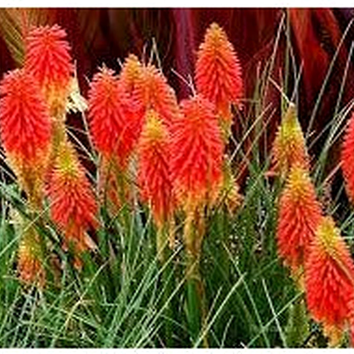 Organic Heirloom Uvaria Flower Seeds for Planting [neera-v5-060cd4199d2529cd7dcb]