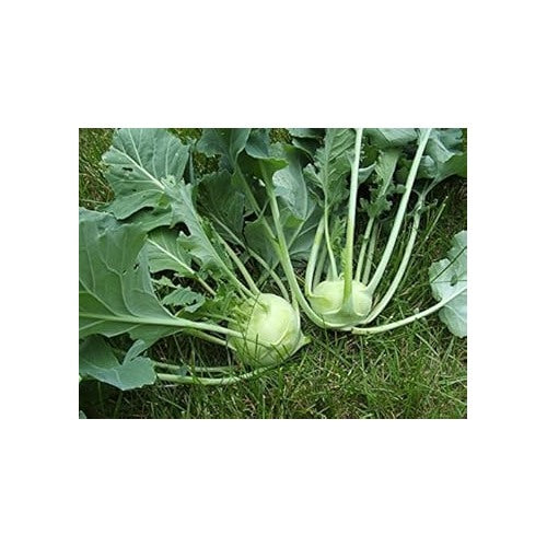 White Kohlrabi Seeds for Planting [neera-v5-06204e7b5463a65dffb1]