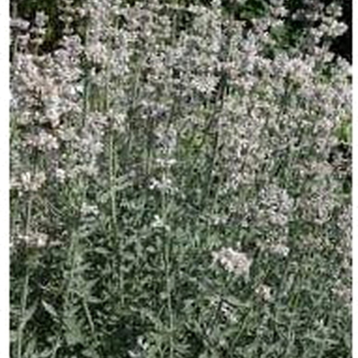 Heirloom Non-GMO Nepeta Flower Seeds for Planting [neera-v5-06283f76905b104fd7ab]