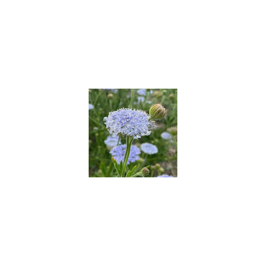 Blue Organic Lace Flower Planting Heirloom Non Gmo Garden Flower Seeds Home Garden [neera-v5-062a21feb35c5479eb41]