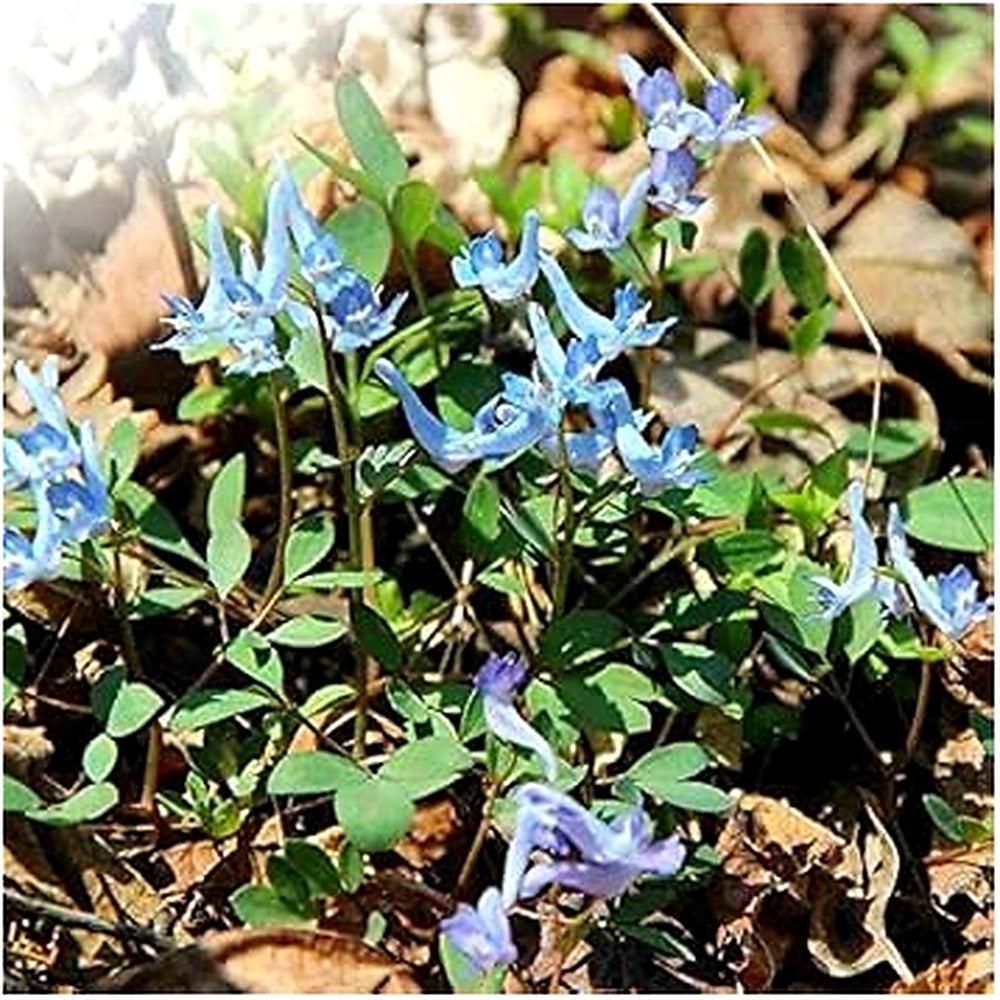 Blue Swan Flower Seeds for Planting [neera-v5-062e5d4c11f4ab0072c0]