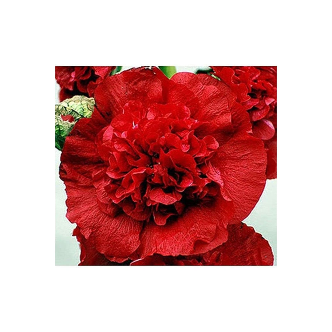 Red Red Double Carnation For Lush Double Petaled Carnations That Provide Long Lasting Beauty In [neera-v5-064489a2a9b16d68362b]