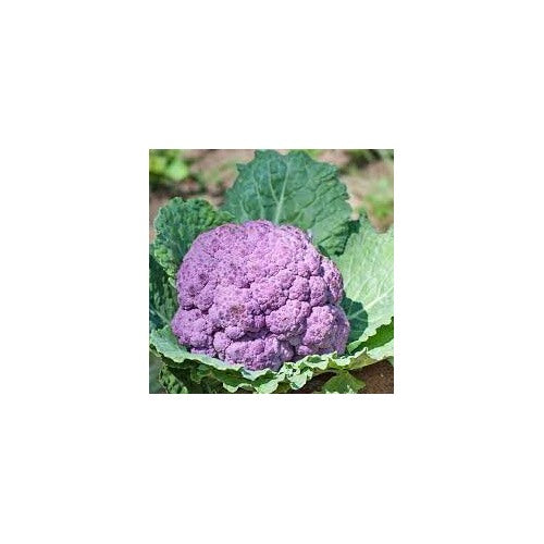 Purple Cauliflower Seeds for Planting [neera-v5-0654fa24b57914ffebec]