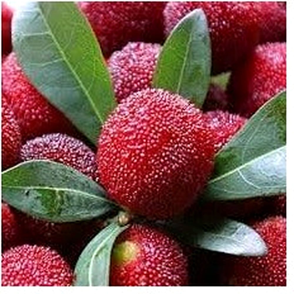 Bayberry Fruit Seeds for Planting [neera-v5-065918b792df7ae1eab3]