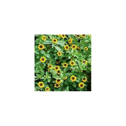 Yellow Creeping Zinnia Flower Seeds [neera-v5-065e68b8e1424f5db395]