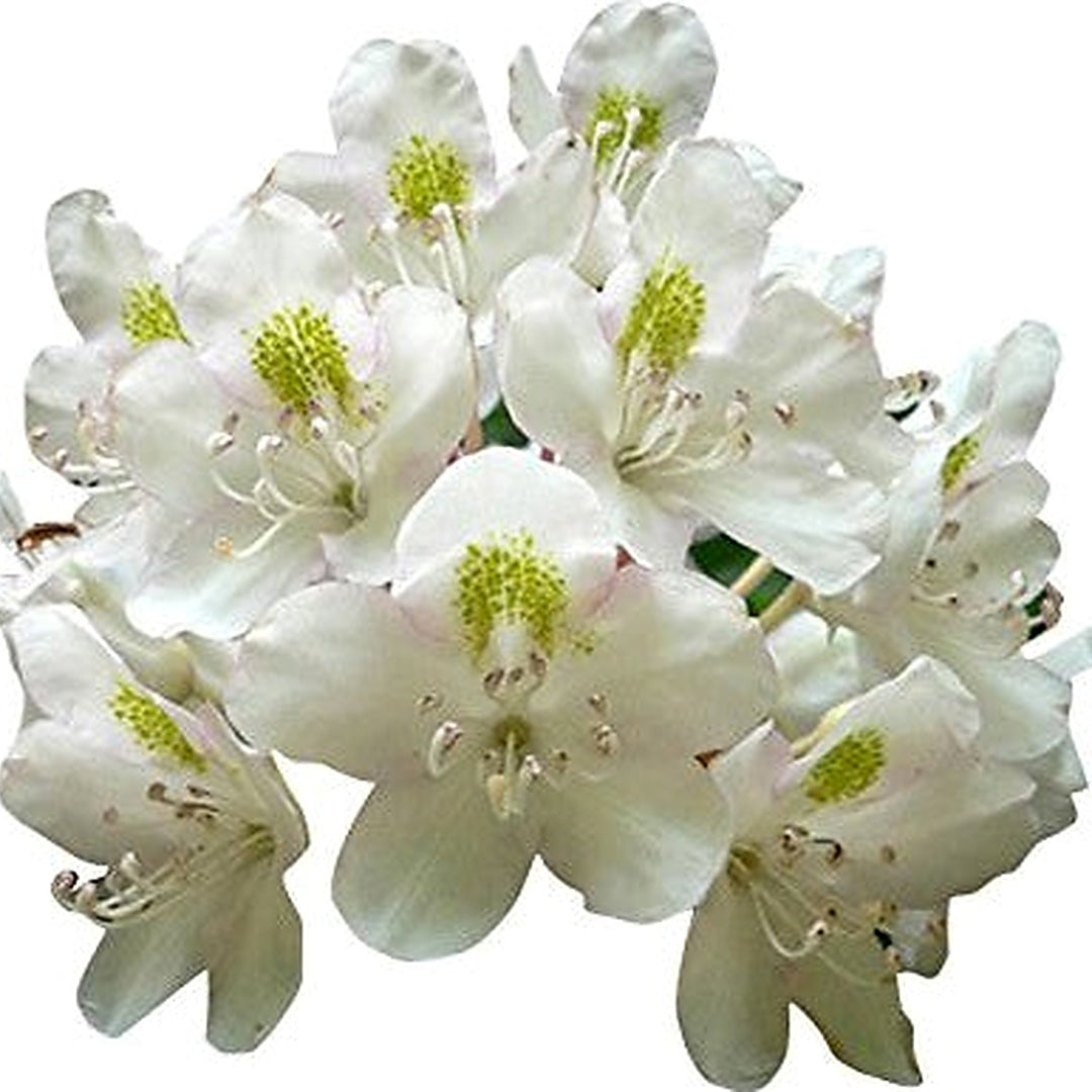 Heirloom White Azalea Rhododendron Flower Seeds for Planting [neera-v5-0667e60758b1b32ae253]
