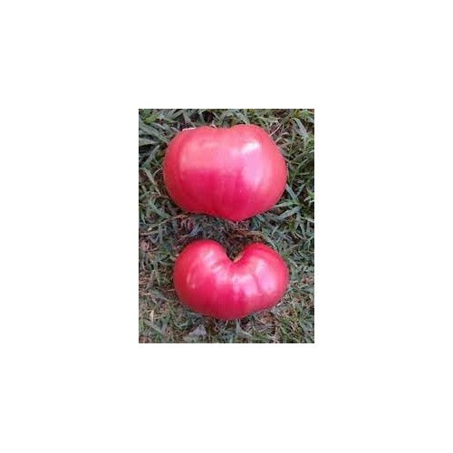 Tomato Seeds for Planting [neera-v5-06699b59befe46bb177b]