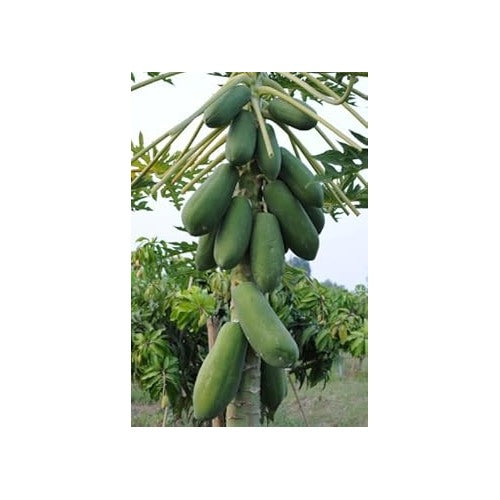 Green Papaya Fruit Seeds for Planting [neera-v5-06711fd3f41110b30e34]