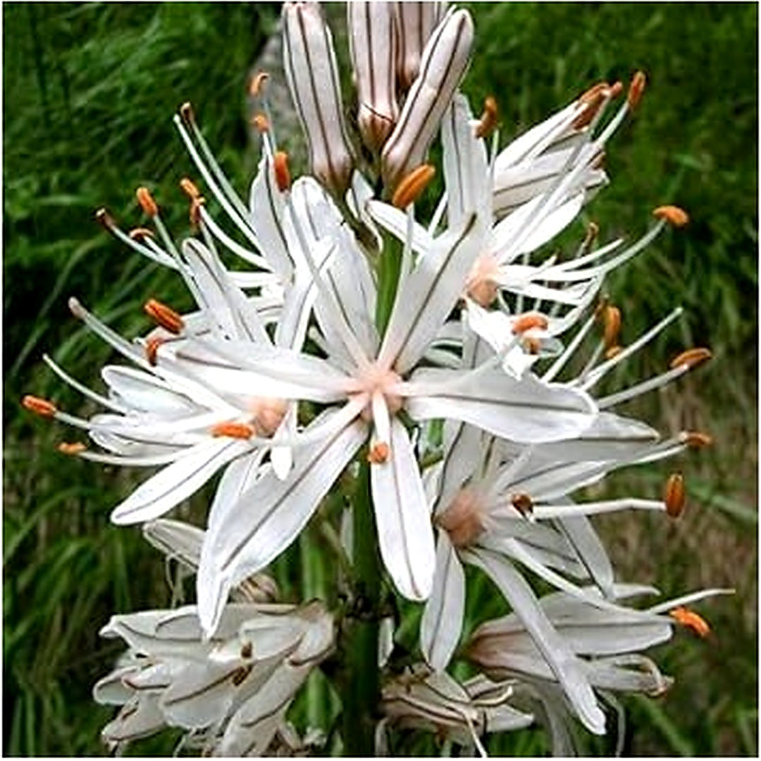 Heirloom Non-GMO Asphodelus Albus Flower Seeds for Planting [neera-v5-0674016835d957617f76]