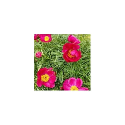 Fern Leaf Peony Flower Seeds for Planting [neera-v5-0679885f1bccc89d0073]