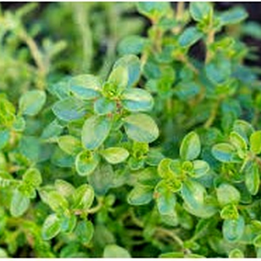 Green Myrica Pennsylvanica Seeds for Planting Heirloom Non-GMO High Germination Organic Garden Seeds Shrub Seeds [neera-v5-067b392be53adb09c530]