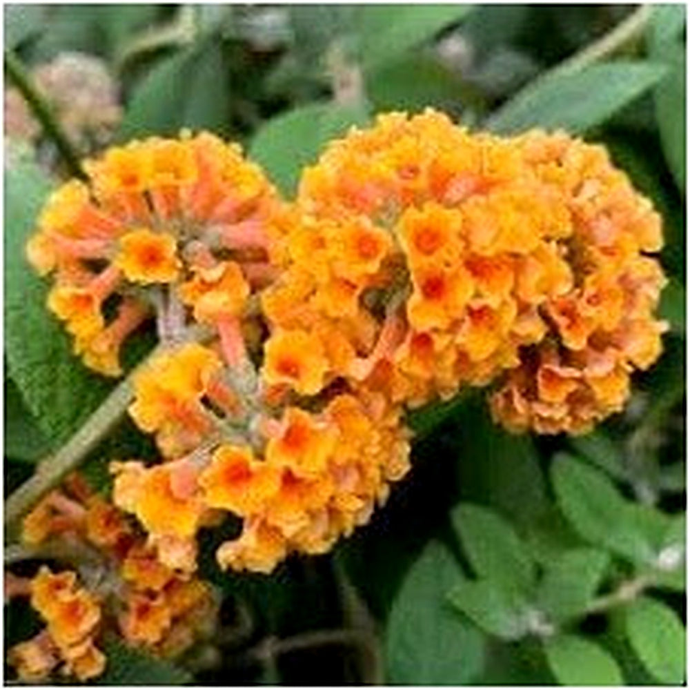 Buddleia Weyeriana Flower Seeds for Planting | Heirloom Non-GMO High Germination Organic Garden Seeds [neera-v5-067c1ccb9a86d5fbceb3]