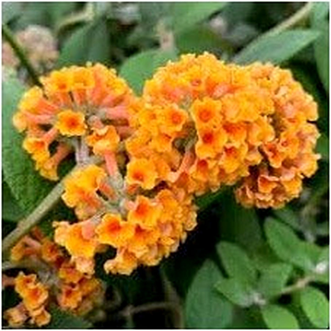 Buddleia Weyeriana Flower Seeds for Planting | Heirloom Non-GMO High Germination Organic Garden Seeds [neera-v5-067c1ccb9a86d5fbceb3]