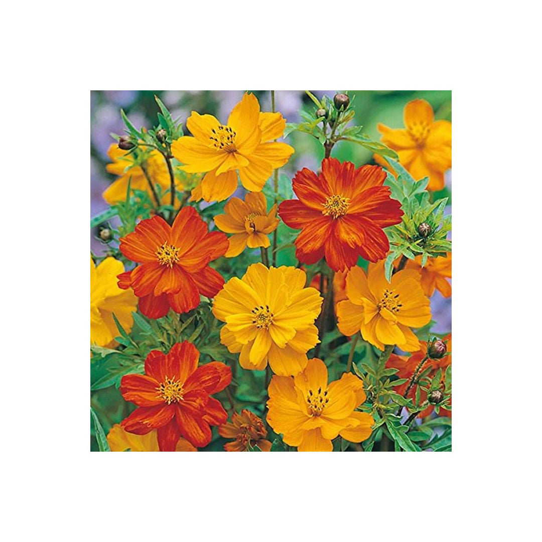 Cosmos Gatection Flower Cosmos Bipinnatus Annual Variety For Bright Garden Borders Flower Seeds for [neera-v5-067d29eb0a96df95ecee]