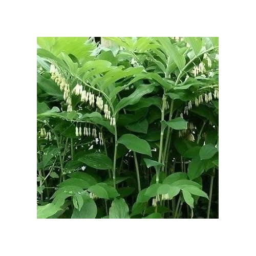 Green Polygonatum (Solomon's Seal) Plant Seeds [neera-v5-067fa8024a772685fd84]