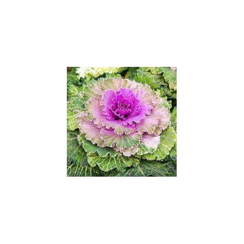 Pink Nagoya Kale Seeds for Planting [neera-v5-068052b7d1410c18040d]