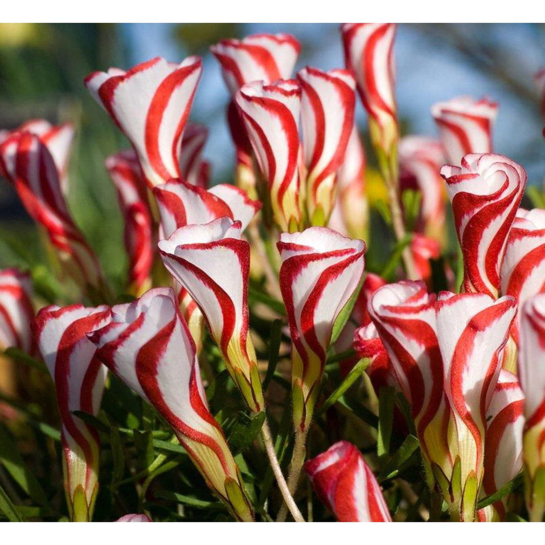 Oxalis Versicolor Flower Heirloom Non Gmo For Planting Striking Garden Blooms Flower Seeds for Home [neera-v5-0680fb38a8fdf0139b4f]