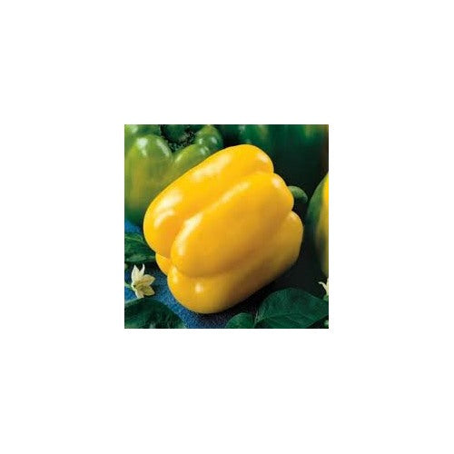 Yellow Bell Peppers Vegetable Seeds for Planting [neera-v5-068667faeec0275c39d1]