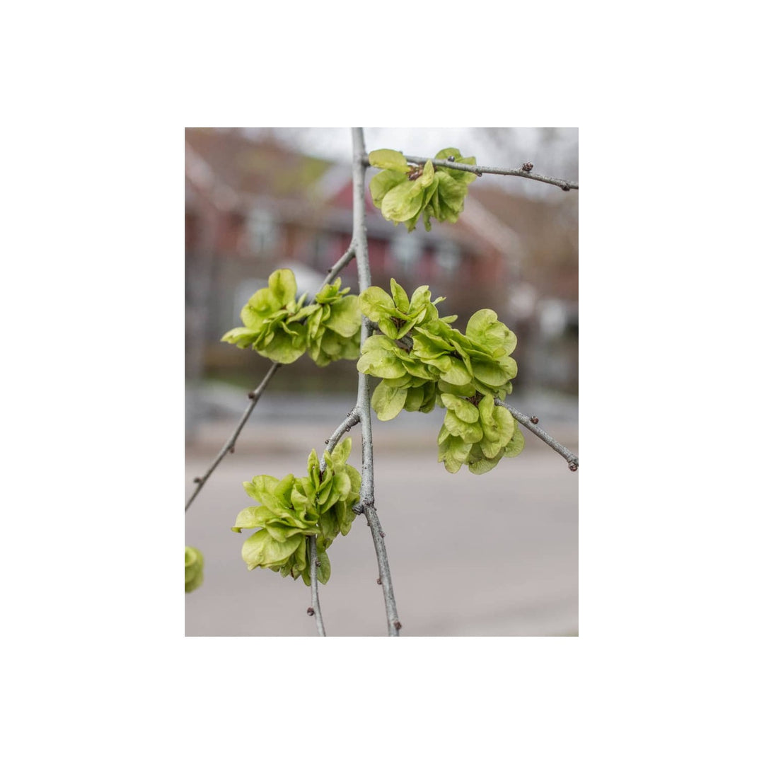 Green Dark Elm Plant For Planting Flower Seeds for Home Garden Planting, Exotic Organic Blooming [neera-v5-0689d2bb1bc285f883a5]