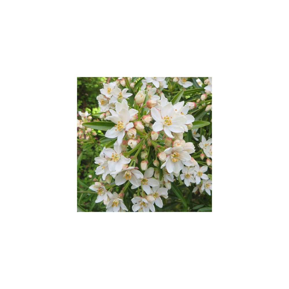 Aztec Pearl Flower Heirloom Non Gmo Fragrant Blooms Elegant Garden Planting Flower Seeds [neera-v5-068c0f4e8197fe827db7]