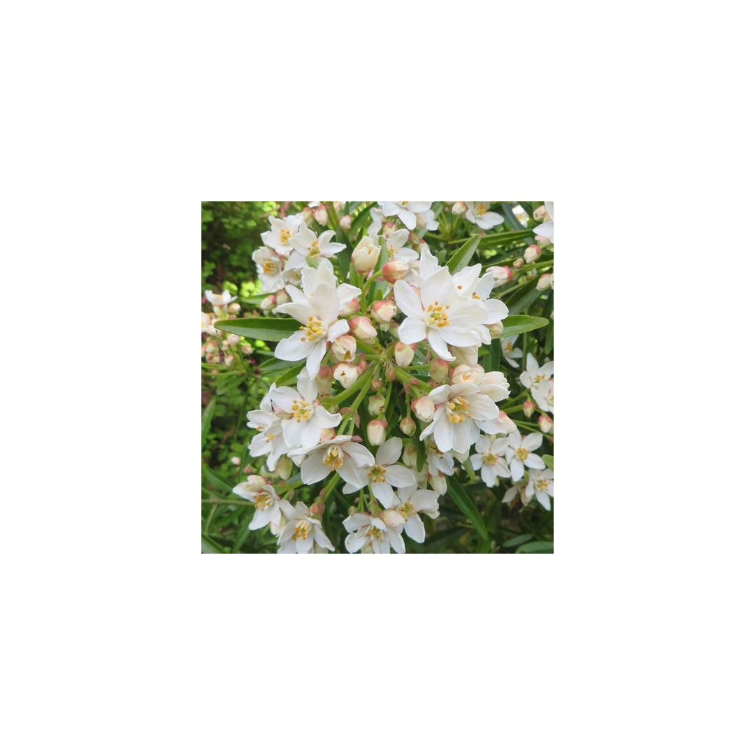 Aztec Pearl Flower Heirloom Non Gmo Fragrant Blooms Elegant Garden Planting Flower Seeds [neera-v5-068c0f4e8197fe827db7]