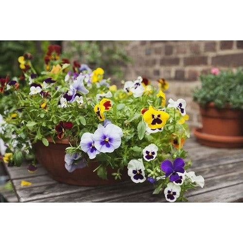 Pansy Viola Tricolor Flower Mixed Colors Flower Seeds for Home Garden Planting, Exotic Organic [neera-v5-068cac6958cf274fda28]