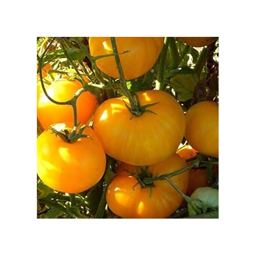 Heirloom Non-GMO Yellow Tomato Seeds for Planting [neera-v5-069273f25a799d3ebe53]
