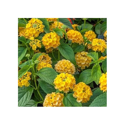 Deep Yellow Lantana Flower Seeds for Planting [neera-v5-06b380ecf5cd64a9f6d5]