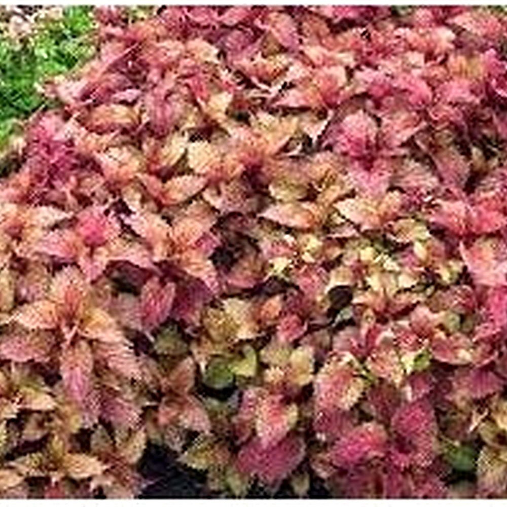 Light Yellow Pink Coleus Plant Seeds for Planting [neera-v5-06b89da57c2417876391]