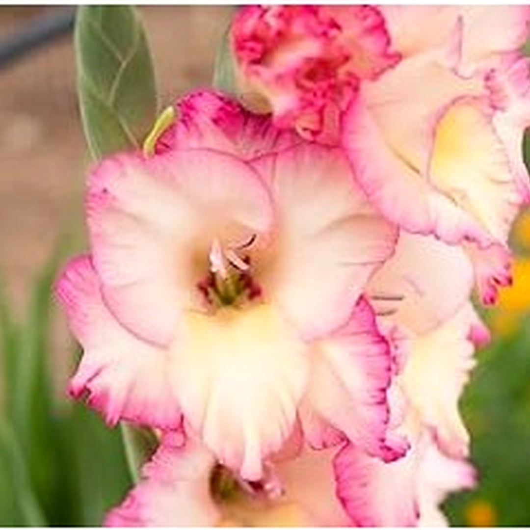 Heirloom Non-GMO Gladiolus Flower Seeds [neera-v5-06c389e13834290be5d7]