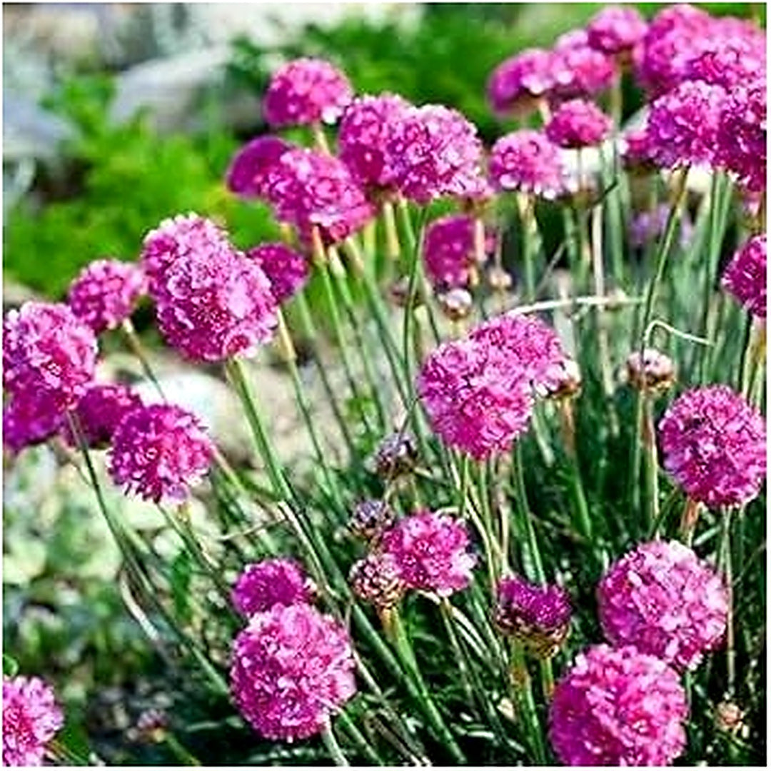 Armeria Maritima Flower For Planting Flower Seeds for Home Garden Planting, Exotic Organic Blooming [neera-v5-06c523ce8a6961a46ab0]