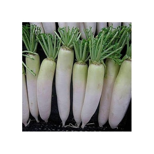 Heirloom Non-GMO Green White Radish Seeds for Planting [neera-v5-06c97085d92f57c9fcca]