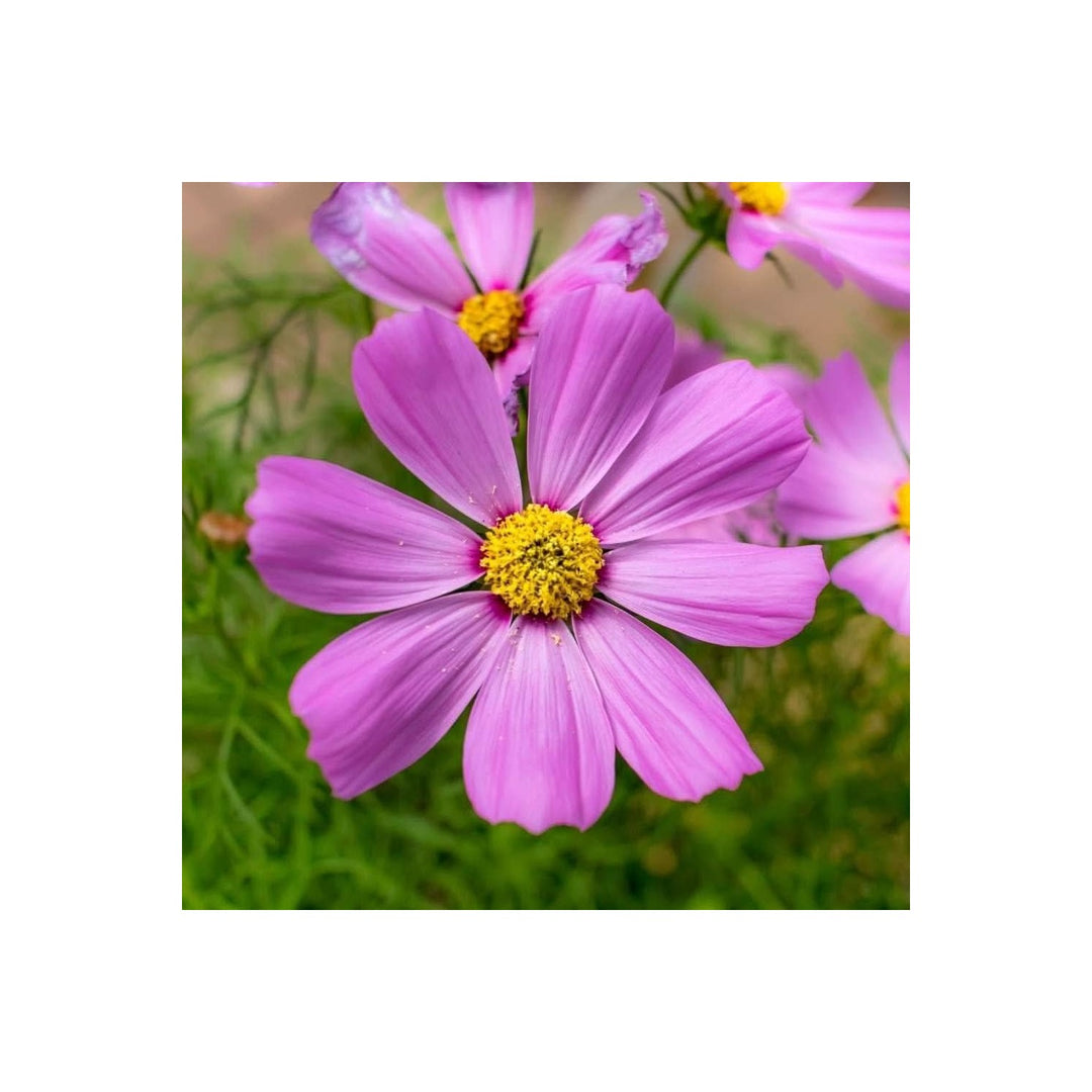 Double Cosmos Cosmos Bipinnatus Flower For Planting In Home Garden Seasonal Flower Beds Flower [neera-v5-06c97975ae909f8572ff]