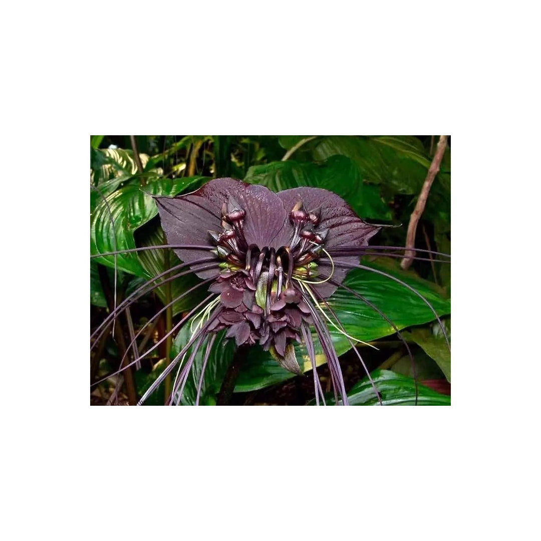 Black Tacca Chantrieri Plant Heirloom Non Gmo Bat Flower For Exotic Tropical Gardens Flower Seeds [neera-v5-06c9ff67974a0b473d6b]