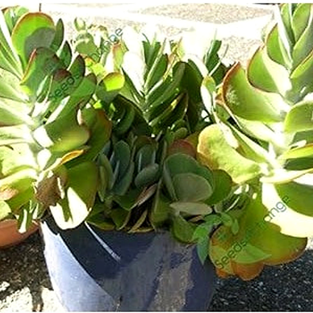 Green Kalanchoe Thyrsiflora Plant Seeds for Planting [neera-v5-06cce9d017b69d85b828]