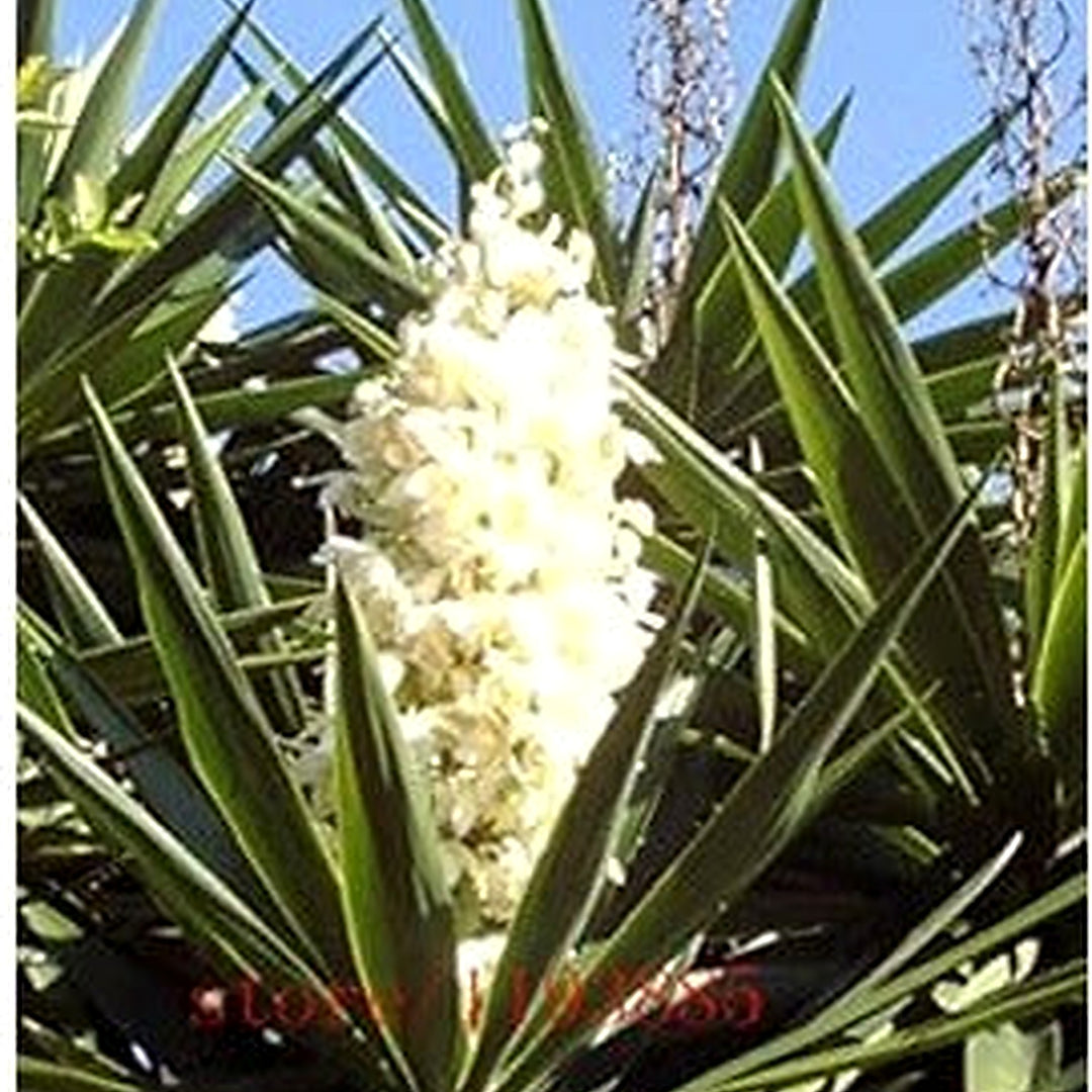 White Yucca Flower Seeds 100 pcs [neera-v5-06ce715dbf55d800455b]