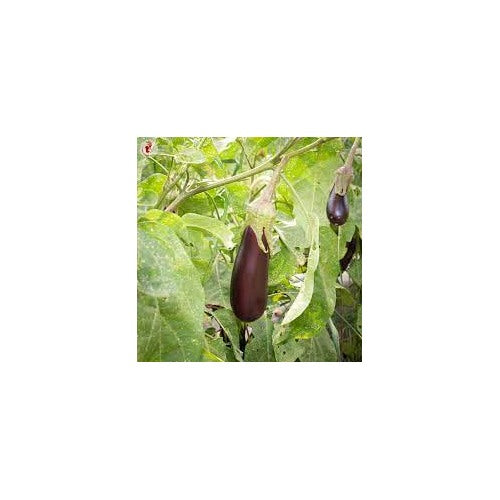Eggplant Aubergine De Barbentane Seeds for Planting [neera-v5-06dc984a6ecc61fb6b37]