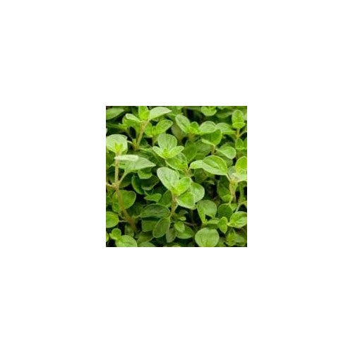 Oregano Herb Seeds for Planting [neera-v5-06e08f528dd6b619b5d3]