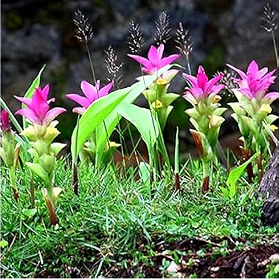 Pink Turmeric Flower Seeds (Curcuma) for Planting [neera-v5-06e3447418765ac2e6e7]