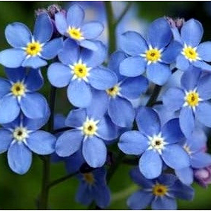 Organic Blue Myosotis Sylvatica Flower Seeds for Planting [neera-v5-06eb4243296ea00d483e]