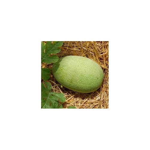 Charleston Gray Watermelon Fruit Seeds for Planting [neera-v5-06eea56bae9e0eeecdd8]