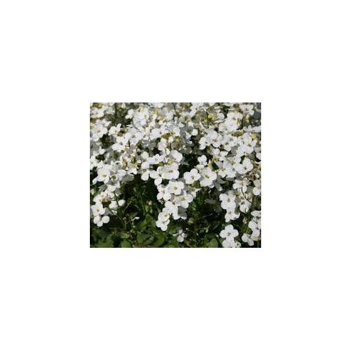Heirloom Non-GMO White Rock Cress Flower Seeds [neera-v5-06f792e68b5c72baa42e]