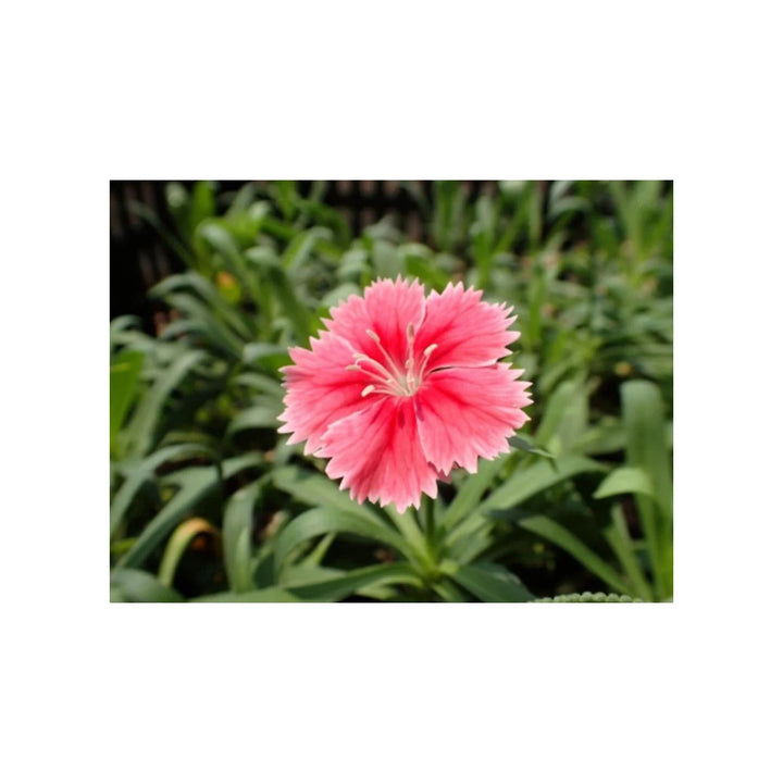Pink Giant Dianthus Flower Flower Seeds for Home Garden Planting, Vibrant Organic Blooming [neera-v5-06fabf2d6a5885df921a]