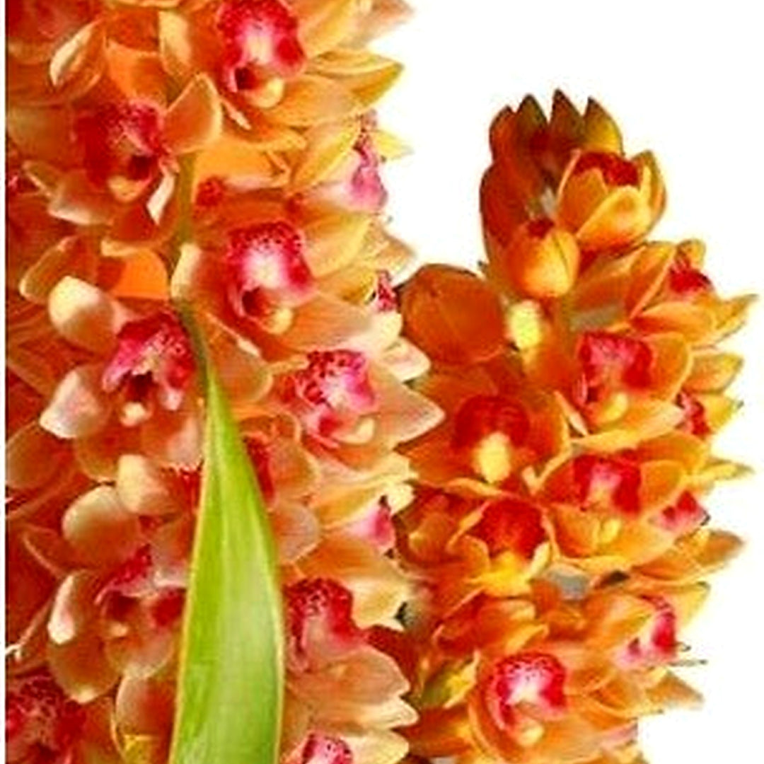 Heirloom Light Orange Cymbidium Maxillaria Goeringii Flower Seeds for Planting [neera-v5-0708e0b0e35f73f93acc]