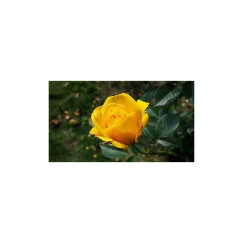 Deep Yellow Rose Plant Seeds for Planting [neera-v5-071452dd88d2b413f689]