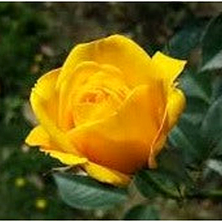 Deep Yellow Rose Plant Seeds for Planting [neera-v5-071452dd88d2b413f689]