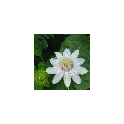 Passion Flower Seeds for Garden [neera-v5-07242fc5cc9e7ae7183f]