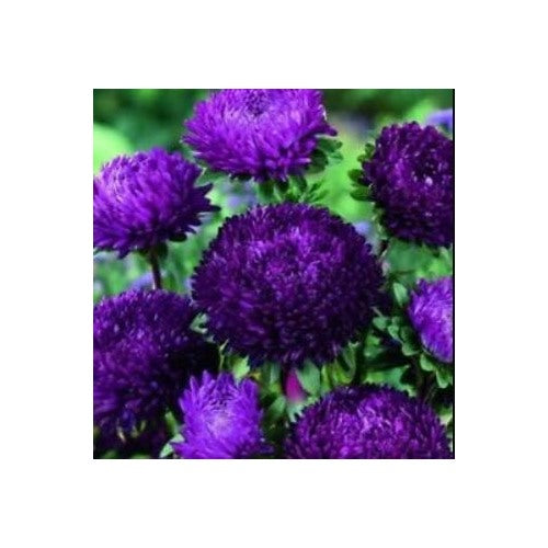 Organic Dark Blue Aster Flower Seeds for Planting [neera-v5-072a7691c146c9bc9591]