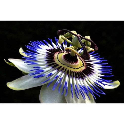 Blue Exotic Passionflower Planting Home Garden Flower Seeds Home Garden Planting, [neera-v5-07383b625897cadfa3ea]
